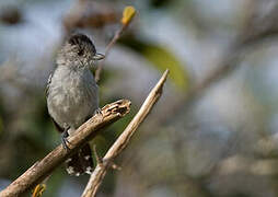 Planalto Slaty Antshrike