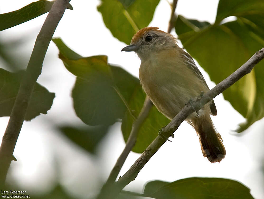 Batara de Pelzeln femelle adulte, habitat