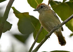 Planalto Slaty Antshrike