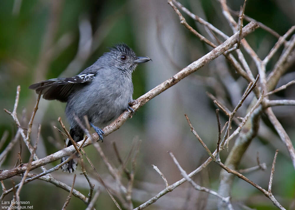 Sooretama Slaty Antshrike