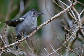 Sooretama Slaty Antshrike