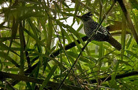 Bamboo Antshrike