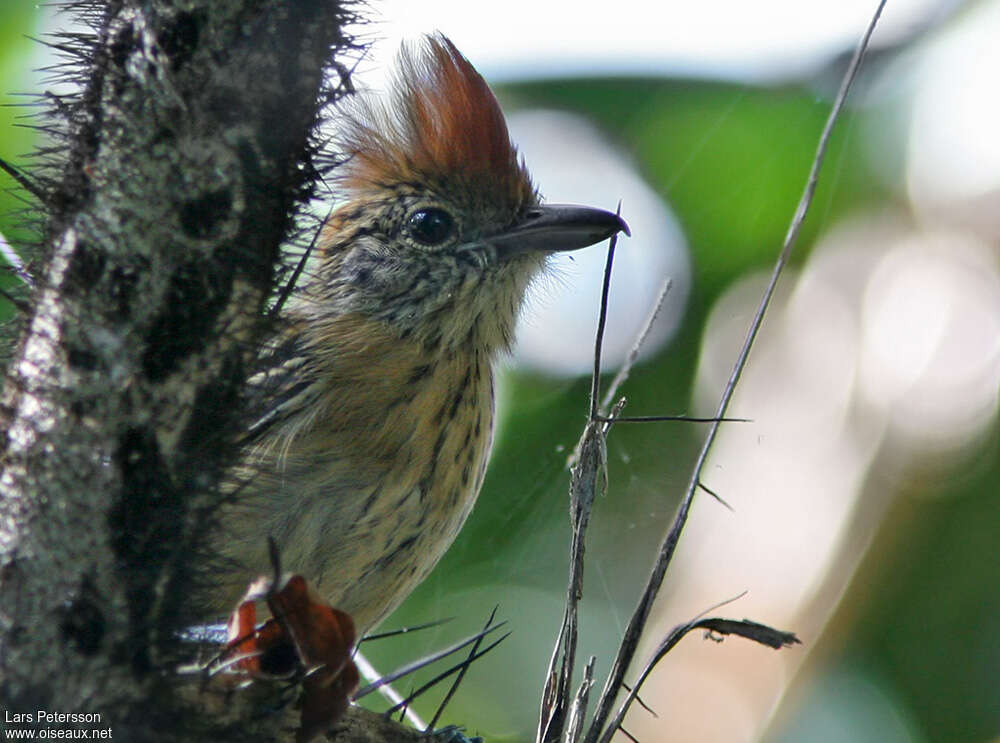 Black-crested Antshrike female adult, close-up portrait