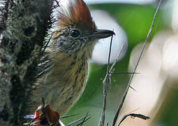 Black-crested Antshrike