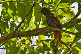 Chestnut-backed Antshrike