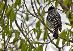 Barred Antshrike