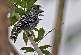 Barred Antshrike