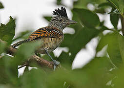 Barred Antshrike