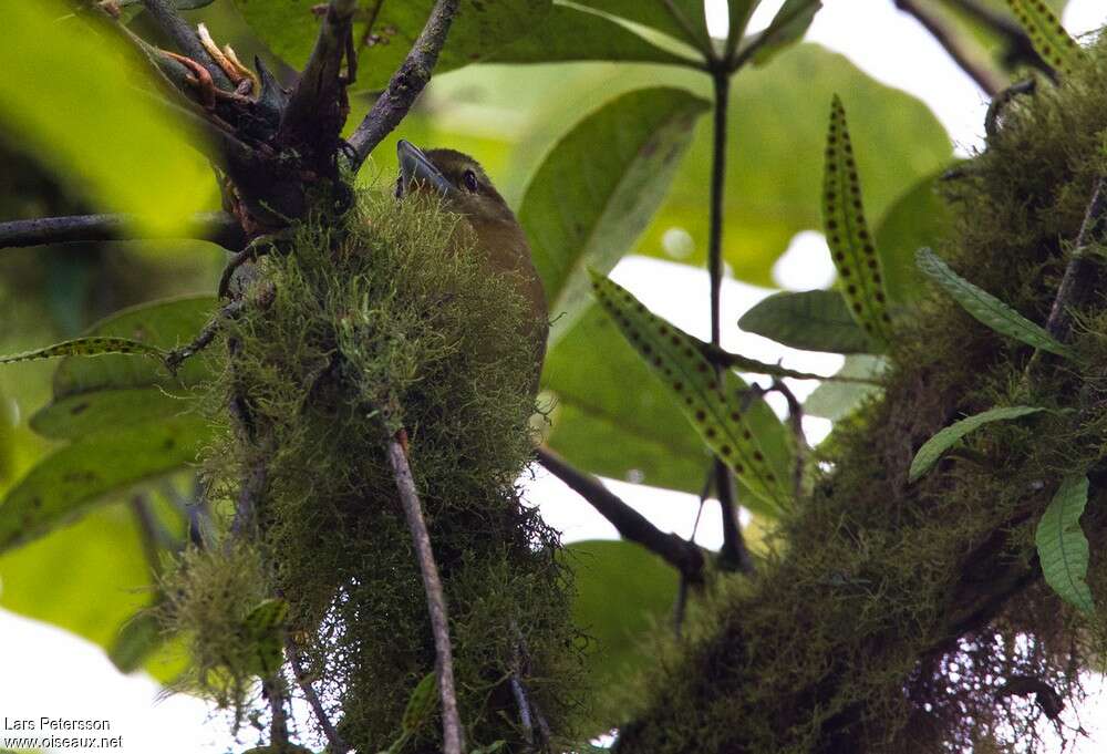 Batara rousset, habitat, pigmentation