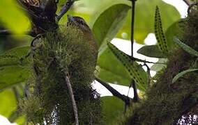 Russet Antshrike