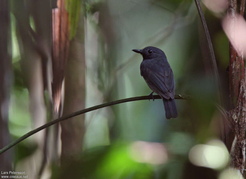 Saturnine Antshrikeadult