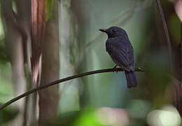 Saturnine Antshrike