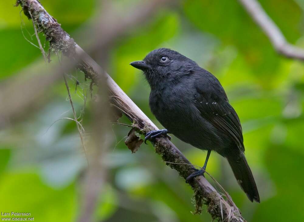 Uniform Antshrike male adult, pigmentation