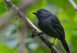 Uniform Antshrike