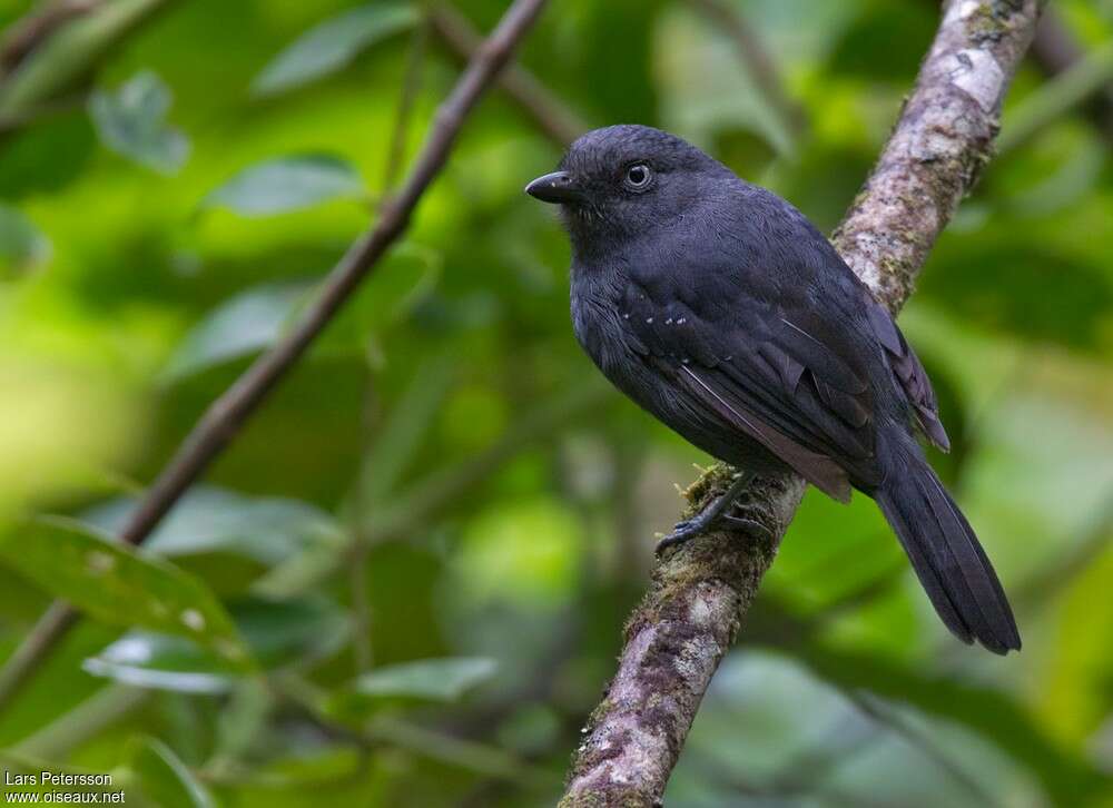 Batara unicolore mâle adulte, identification