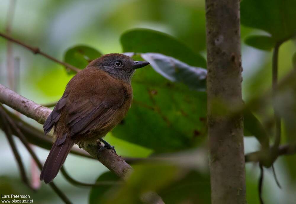 Batara unicolore femelle adulte, identification