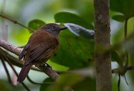 Uniform Antshrike