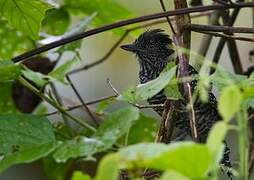 Lined Antshrike