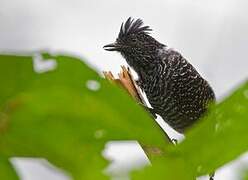 Lined Antshrike