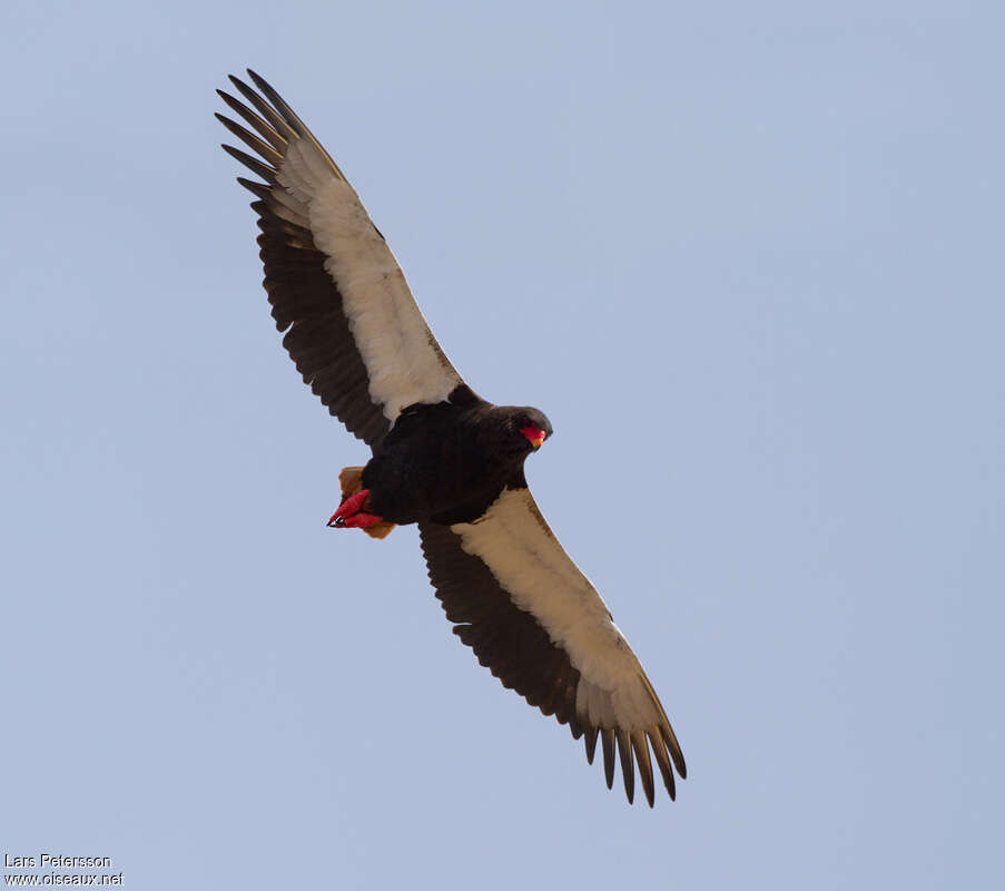 Bateleur male adult, Flight