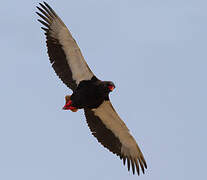 Bateleur des savanes