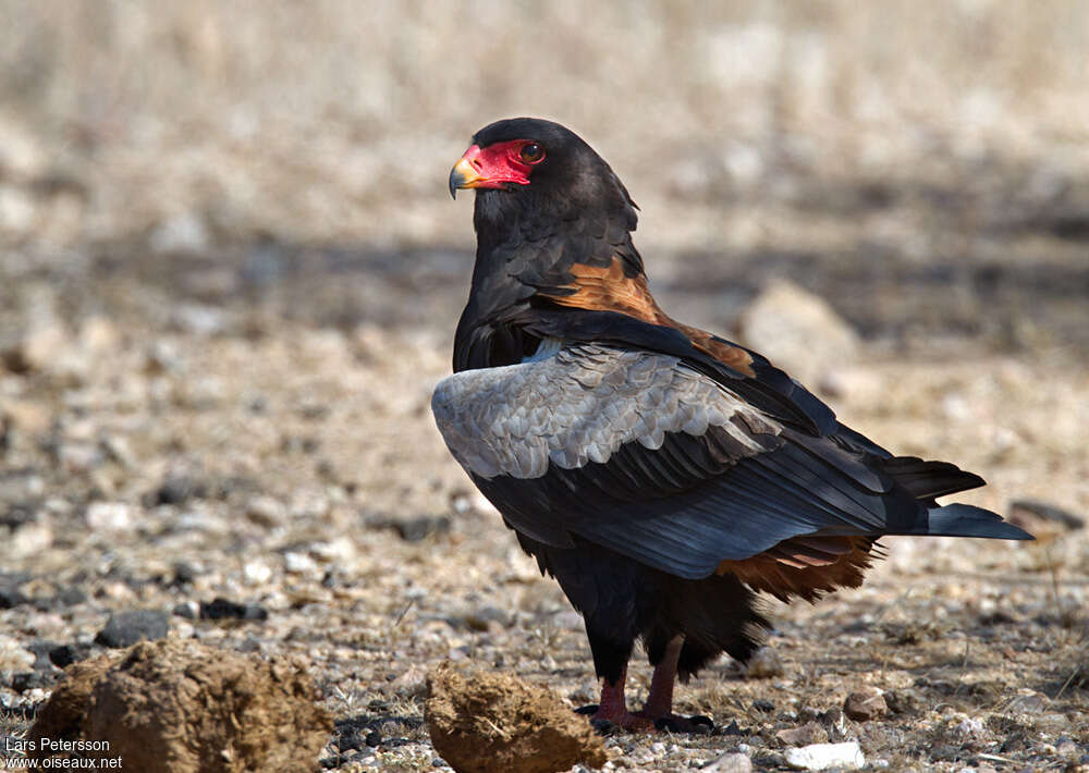 Bateleur male adult, pigmentation