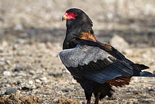 Bateleur des savanes