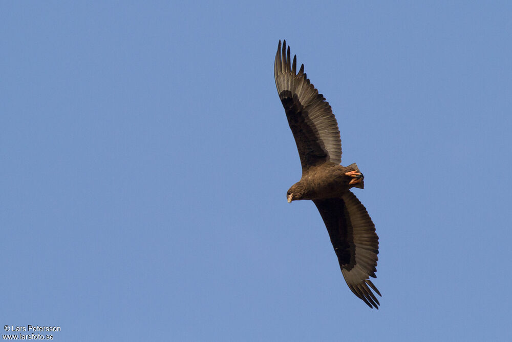 Bateleur