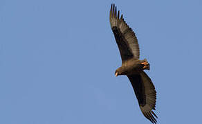 Bateleur des savanes