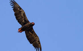 Bateleur des savanes