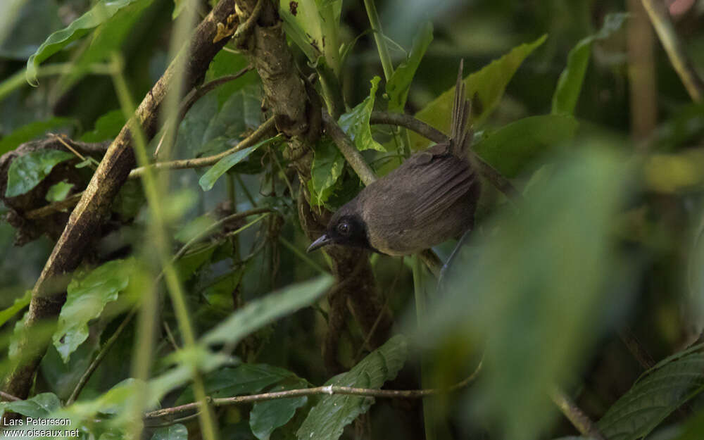 Bathmocerque à face noire femelle adulte, identification