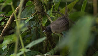 Black-faced Rufous Warbler