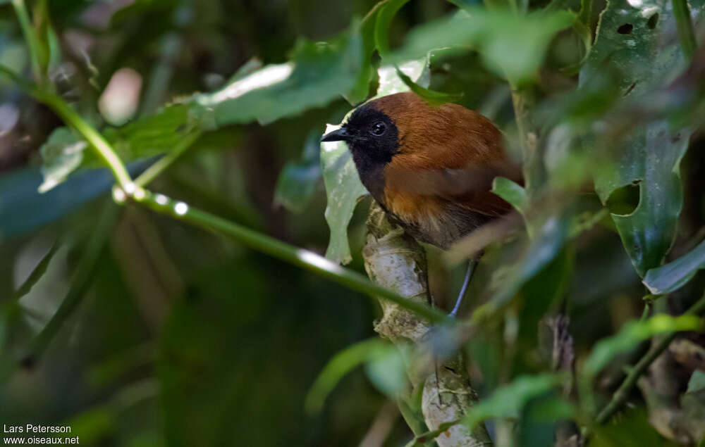 Black-faced Rufous Warbler male adult, habitat, pigmentation