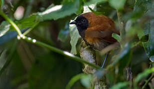 Black-faced Rufous Warbler