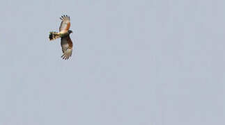 African Cuckoo-Hawk