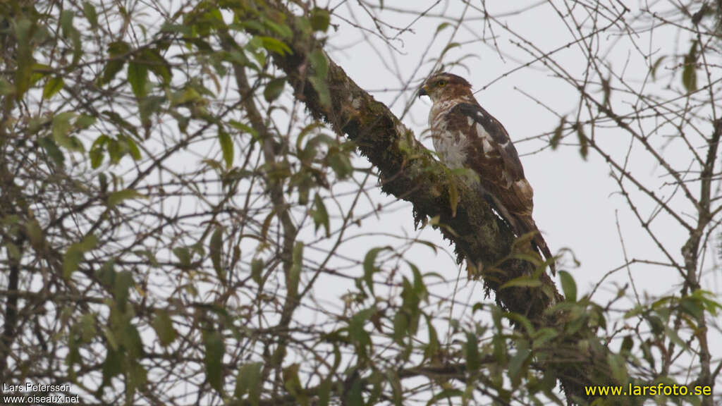 Baza coucouimmature, identification