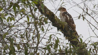 African Cuckoo-Hawk