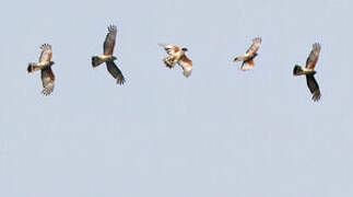 African Cuckoo-Hawk