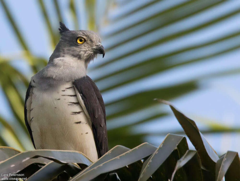 Pacific Bazaadult, identification