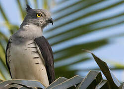 Pacific Baza