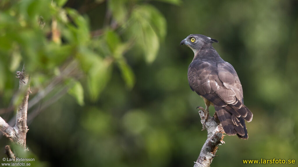 Pacific Baza