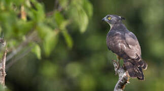 Pacific Baza