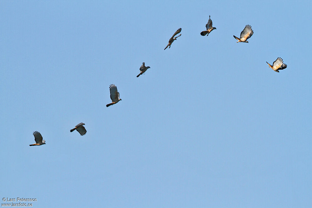 Pacific Baza