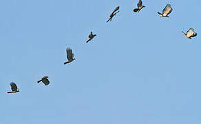 Pacific Baza