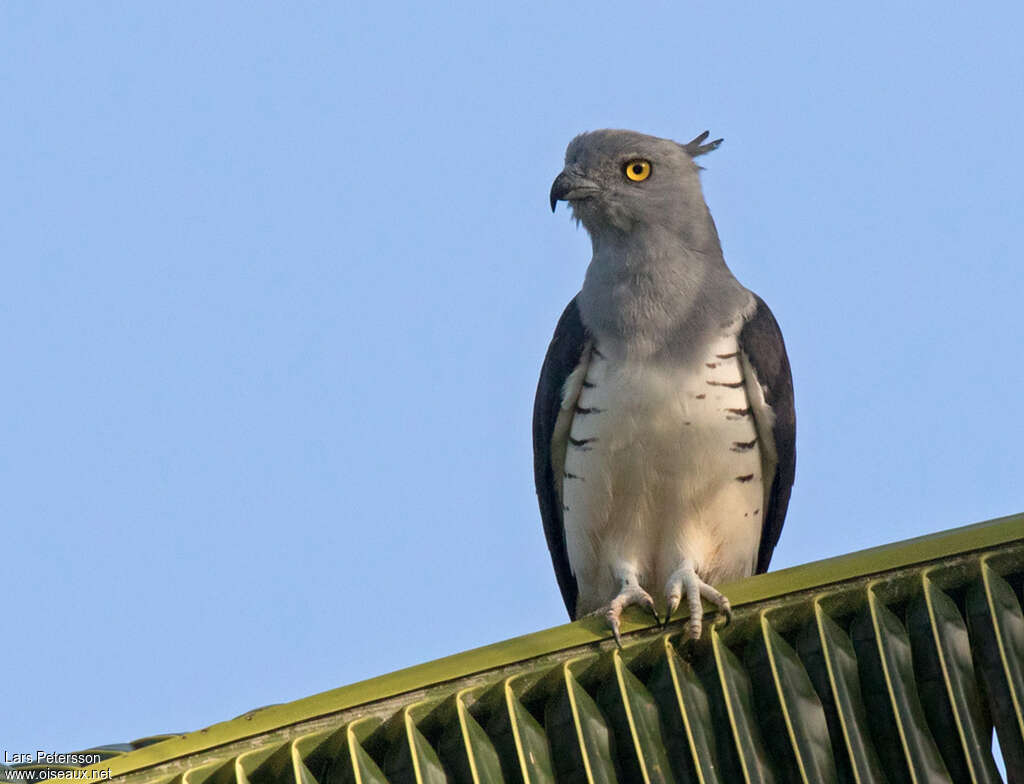 Pacific Baza