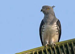 Pacific Baza