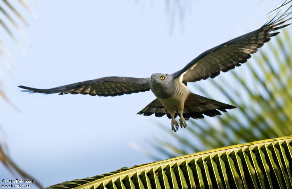 Pacific Baza