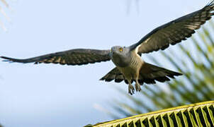 Pacific Baza