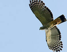 Pacific Baza