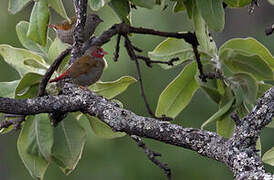 Orange-winged Pytilia